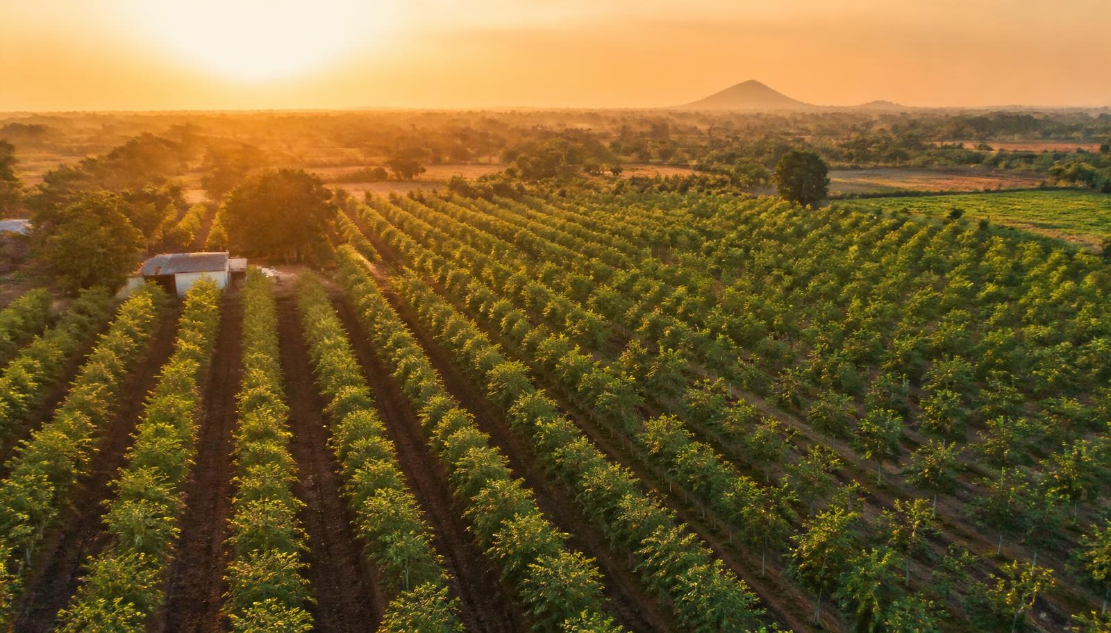 Moringa plantation rows at golden hour